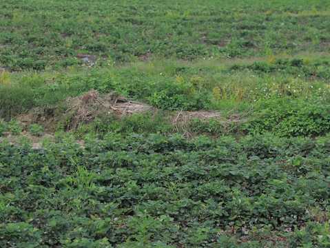 农村土地被占村委担责吗