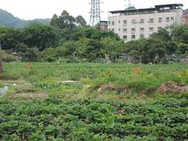 农村土地征收可以强制吗