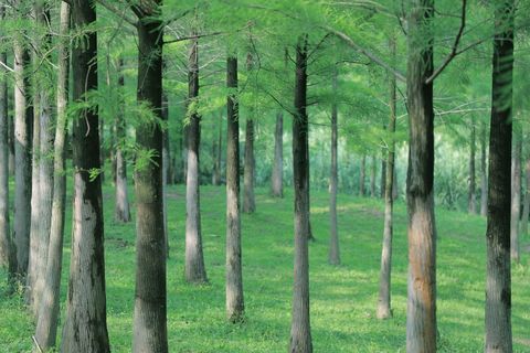 国有林地征收与补偿标准