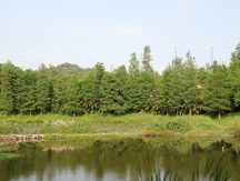 农村树木归哪个部门管