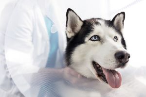 动物检疫证明需要什么材料