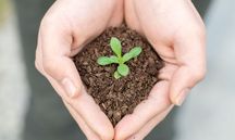 植物新品种法律保护的标准是什么