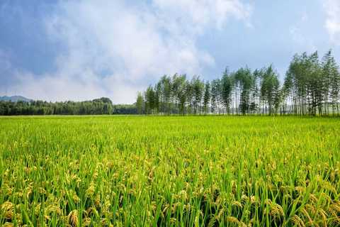农村户口迁出后土地怎么办