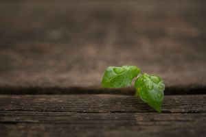故意伤害罪客体要件是怎样的