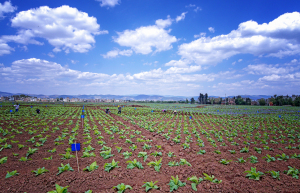 农民专业合作社销售化肥是否免税？