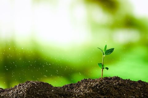 在耕地里种植树犯法吗