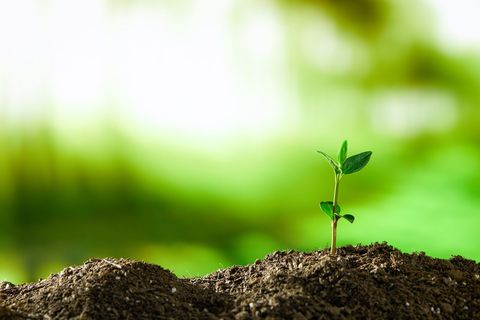 农村种植花椒树国家有补偿吗