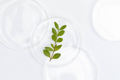 植物新品种有哪些审查程序