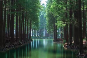 罪树在什么地方